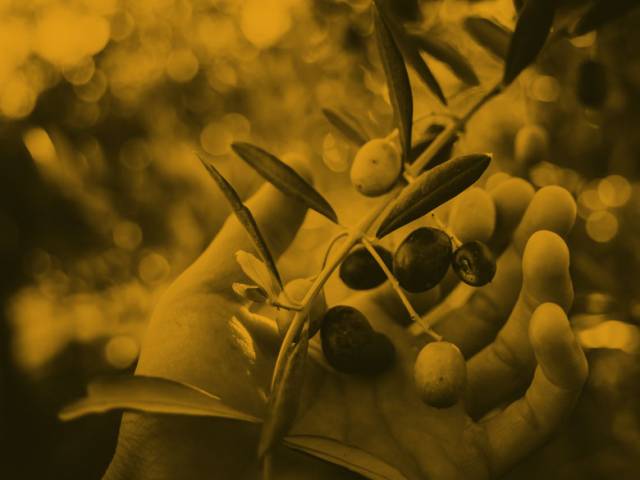 Olive Oil Quality Criteria