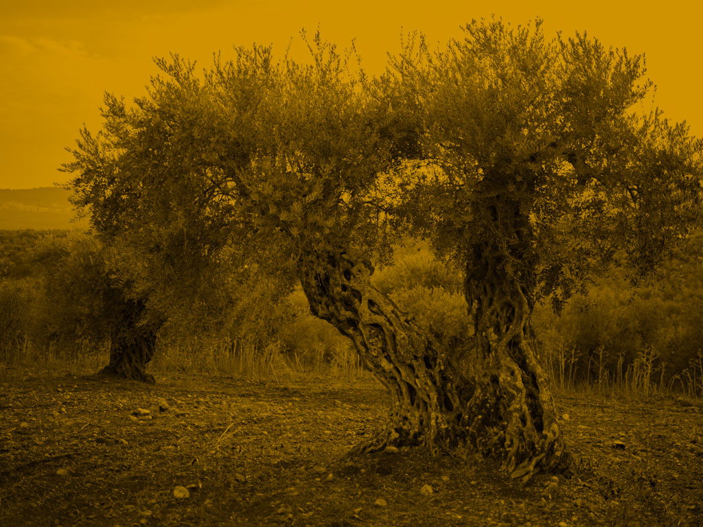 Weekly Wallpaper Like a Green Olive Tree